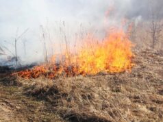 Obeliuose degė žolė ir šiukšlės