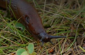 Ar derliaus kenkėjai šliužai netaps ūkininkų nesantaikos židiniu?