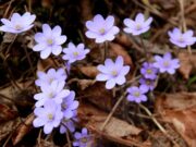 Artėjant Medicinos darbuotojų dienai – proga viešai padėkoti tiems, kurie rūpinasi mūsų sveikata