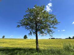 Baigėsi žemės ūkio naudmenų deklaravimas: pirmieji rezultatai