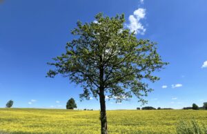 Baigėsi žemės ūkio naudmenų deklaravimas: pirmieji rezultatai