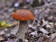 Grybų sezonas įsibėgėja: ką svarbu žinoti prieš einant į mišką