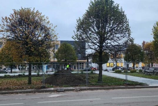 Pasidalino sodinukais – iš Nepriklausomybės a. gėlynų rokiškėnai parsigabeno grožybių