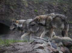 Šį medžioklės sezoną padidintas leidžiamų sumedžioti vilkų limitas