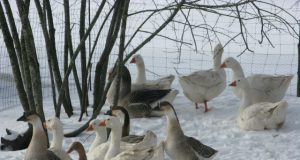 Rimos Juozapavičienės augintiniai.