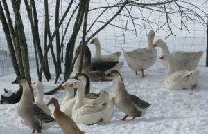 Pasidavė… paukščių grožiui Rimos Juozapavičienės augintiniai.