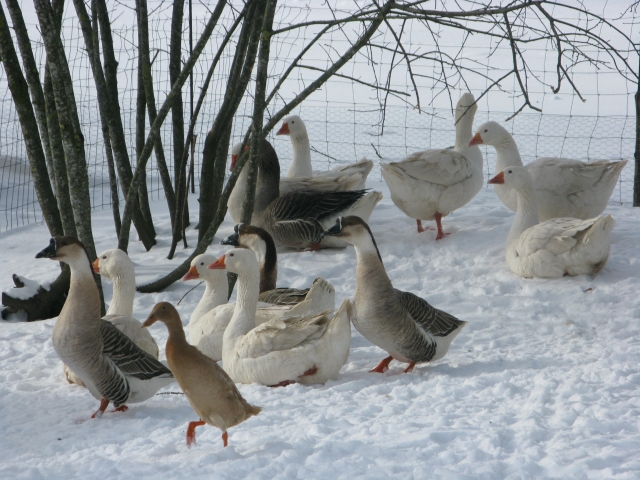 Rimos Juozapavičienės augintiniai. Rimos Juozapavičienės augintiniai.