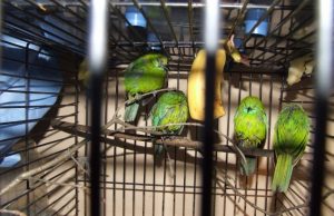 Muitinė 2015: netikėčiausių sulaikymų TOP-10