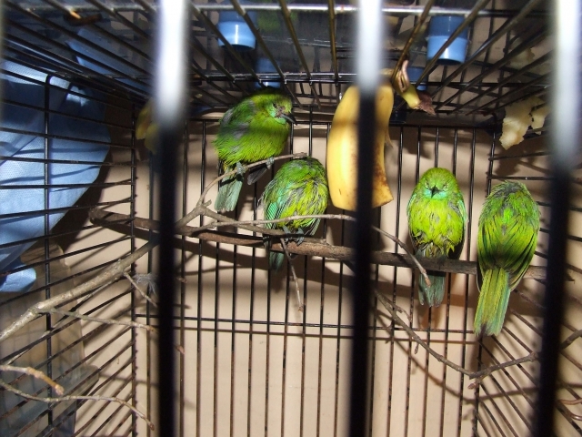 Muitinė 2015: netikėčiausių sulaikymų TOP-10