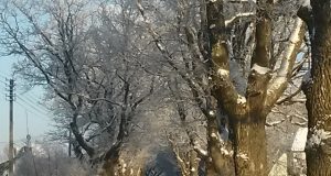 Ąžuolų gatvėje. D.Zibolienės nuotr.