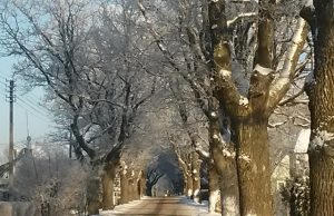 Ąžuolų gatvėje. D.Zibolienės nuotr.