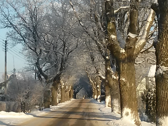 Ąžuolų gatvėje. D.Zibolienės nuotr. Ąžuolų gatvėje. D.Zibolienės nuotr.