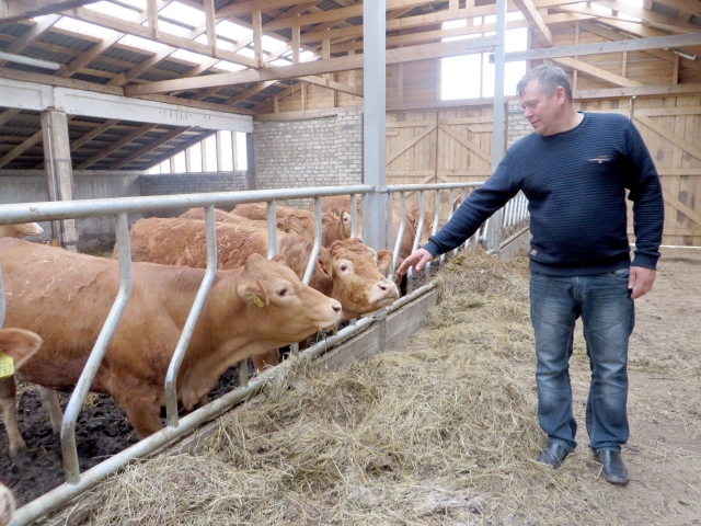 Virginijus Stumbrys: „Daug ko teko išmokti: artėjant veršiavimosi terminui ar galvijui susirgus  –  būni pusiau veterinaras