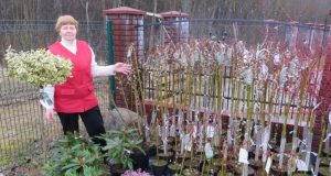 Gėlininkė Ekaterina Trukšnienė. A. Mackuvienės nuotr.