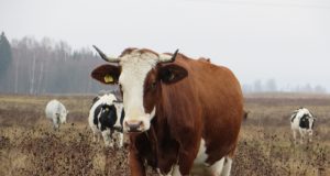 Gal ir ši karvutė keliaus į Vilnių?