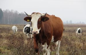 Gal ir ši karvutė keliaus į Vilnių?