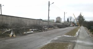 J. Gruodžio gatvėje išpjauta visa virtinė beržų. M. Katinauskienės nuotr.