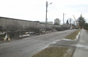 J. Gruodžio gatvėje išpjauta visa virtinė beržų. M. Katinauskienės nuotr.