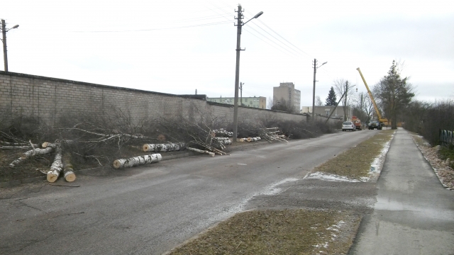 J. Gruodžio gatvėje išpjauta visa virtinė beržų. M. Katinauskienės nuotr. J. Gruodžio gatvėje išpjauta visa virtinė beržų. M. Katinauskienės nuotr.