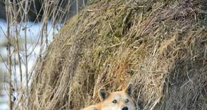 Prieš savaitę netoli Uvainių kaimo šieno kupetoje pastebėtas išsekęs šuo Rudis gerų žmonių dėka jau stojasi ant kojų. „Facebook“ profilyje „Gyvūnų globa Rokiškyje“ skelbta nuotrauka.