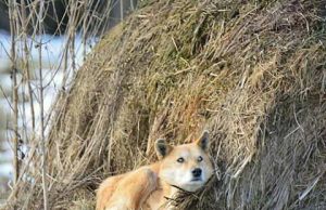Žiobiškyje planuojama įkurti gyvūnų prieglaudą Prieš savaitę netoli Uvainių kaimo šieno kupetoje pastebėtas išsekęs šuo Rudis gerų žmonių dėka jau stojasi ant kojų. „Facebook“ profilyje „Gyvūnų globa Rokiškyje“ skelbta nuotrauka.