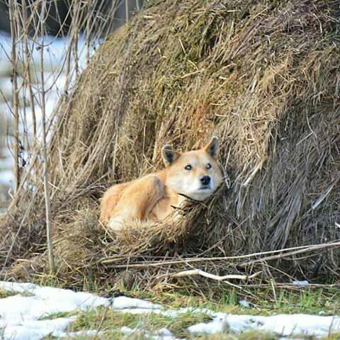 Prieš savaitę netoli Uvainių kaimo šieno kupetoje pastebėtas išsekęs šuo Rudis gerų žmonių dėka jau stojasi ant kojų. „Facebook“ profilyje „Gyvūnų globa Rokiškyje“ skelbta nuotrauka.