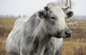 Pieno gamintojų kantrybė senka Redakcijos archyvo nuotr.