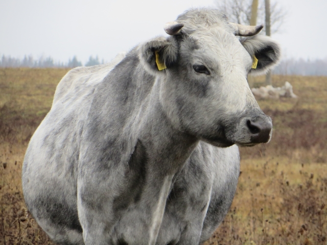 Redakcijos archyvo nuotr.
