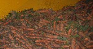 Vasario 11 d. rajono varguolius pasieks 20 t morkų iš „Maisto banko“. D. Zibolienės nuotr.