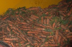 Vasario 11 d. rajono varguolius pasieks 20 t morkų iš „Maisto banko“. D. Zibolienės nuotr.