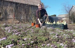 Mugės organizatorė Irma Skrebienė: „Mano siekiamybė – pavasarinę mugę paversti gražia mūsų miesto tradicija