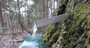 A. Mackuvienės nuotr.