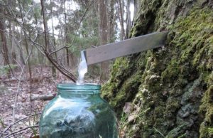 Pavasario pranašas – sula A. Mackuvienės nuotr.