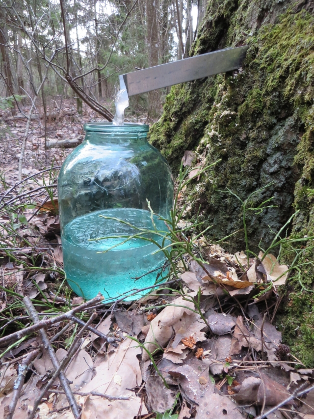 A. Mackuvienės nuotr. A. Mackuvienės nuotr.