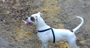 Lorda - Zakarevičių šeimos narė. A.Zakarevičienės asmeninio archyvo nuotr.