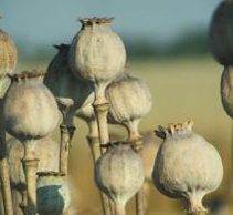 Policija ragina gyventojus pranešti apie aguonų augintojus. Redakcijos archyvo nuotr.