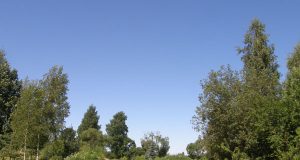 Beveik savaitę ieškotas dvidešimtmetis T.V. gyvenimą baigė Aušros gatvės krūmynuose. L.Dūdaitės nuotr.