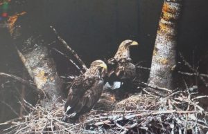 Tarptautinė jūrinių erelių pora laukia šeimos pagausėjimo. A. Minkevičienės nuotr.