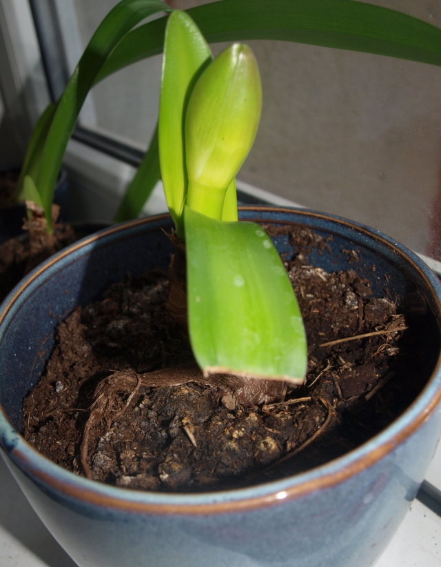 Amarilis jau kelia žiedyno strėlę. L. Dūdaitės nuotr. Amarilis jau kelia žiedyno strėlę. L. Dūdaitės nuotr.