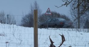 Juodupėje prie pat kelio apgyvendinti danieliai tapo miestelio pažiba. A.Minkevičienės nuotr.