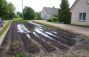 Patvinusioje dirvoje V.Šeršniova nebesitiki užsiauginti daržovių. A.Minkevičienės nuotr.