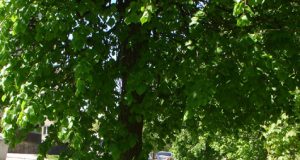 Žole apaugę Algirdo gatvėje ne tik žalieji plotai