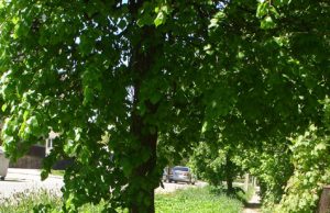 Žole apaugę Algirdo gatvėje ne tik žalieji plotai