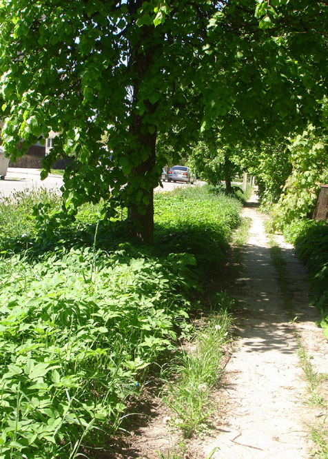 Žole apaugę Algirdo gatvėje ne tik žalieji plotai Žole apaugę Algirdo gatvėje ne tik žalieji plotai