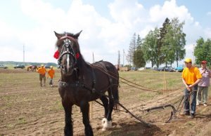 Kavoliškyje vyks tarptautinė „Pirmosios vagos 2012“ arimo šventė. D.Zibolienės nuotr.