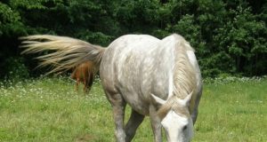 Po viešnagės Vilties g. kiemuose šis arklys turėjo reikalų su policija: pareigūnai sugavo gyvūną