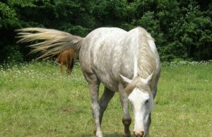 Po viešnagės Vilties g. kiemuose šis arklys turėjo reikalų su policija: pareigūnai sugavo gyvūną