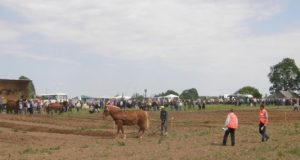 Zenono Kumpausko ūkio laukas šeštadienį šurmuliavo iki vakaro. Pasibaigus varžytuvėms