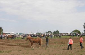 Zenono Kumpausko ūkio laukas šeštadienį šurmuliavo iki vakaro. Pasibaigus varžytuvėms