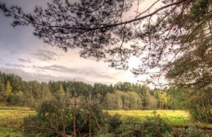 Virginijaus Stumbrio nuotr.